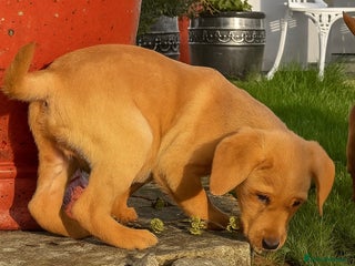 Labrador Retriever dogs - Advert 3