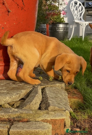 Labrador Retriever dogs - Advert 15