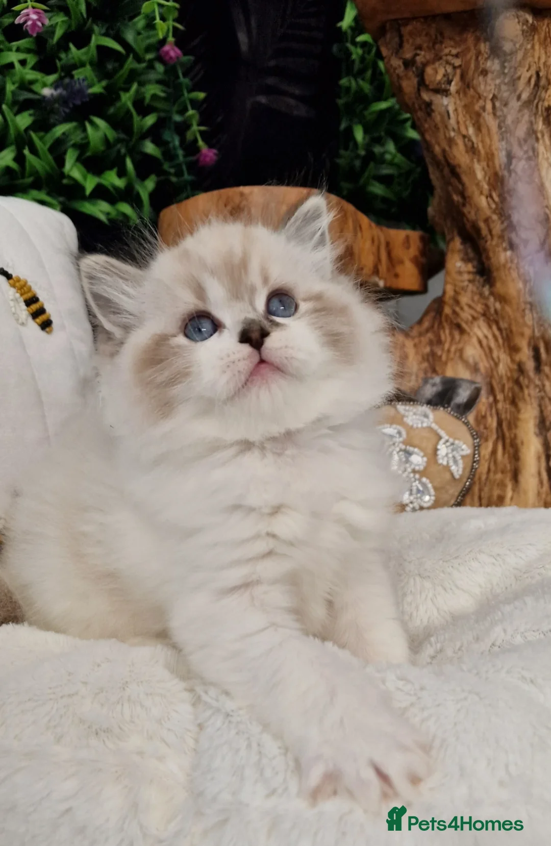Ragdoll cats for sale: 🎀🐈Exclusive quality kittens🏆Champion parents🐈 - Advert 40