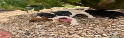 Mixed Breed dogs for sale: Jack russel x french bulldog puppies for sale - Advert 5