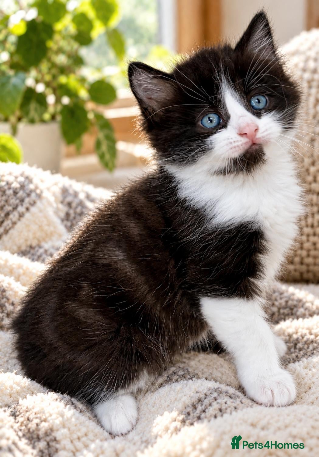 Mixed Breed cats for sale: Gorgeous 5 Adorable Kittens Ready For Home 💕 - Advert 1