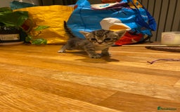Mixed Breed cats for sale: 5 kittens for sale - 3 boys and 3 girls  - Image 3