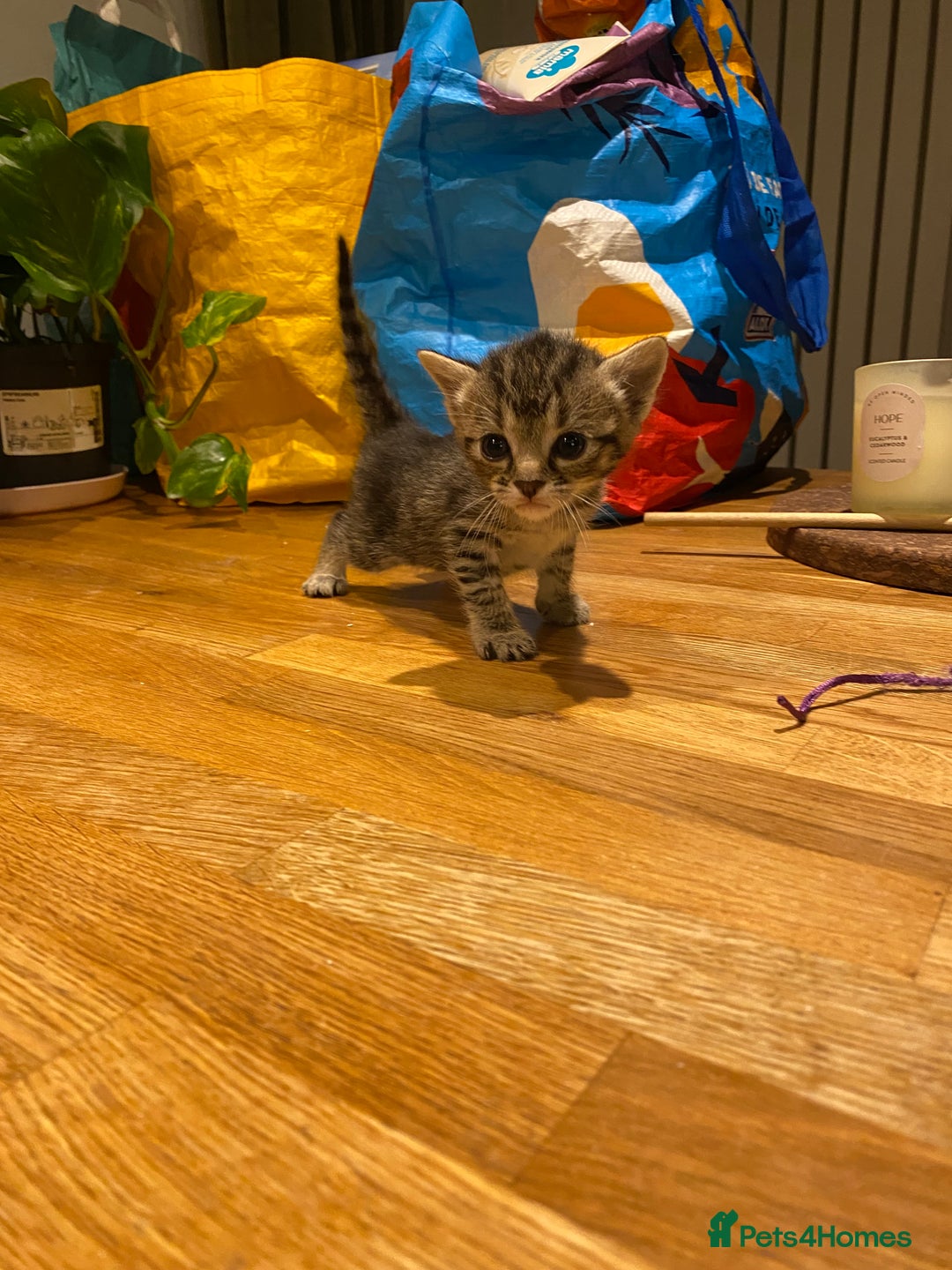 Mixed Breed cats for sale: 5 kittens for sale - 3 boys and 3 girls  - Image 3