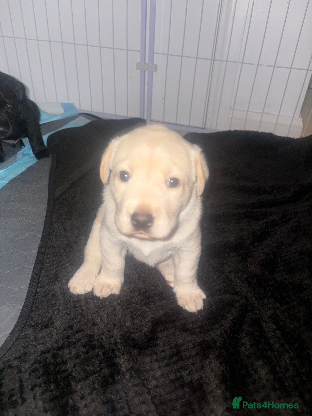 Labrador Retriever dogs for sale: Labrador puppies - 1 girl left!   - Advert 5