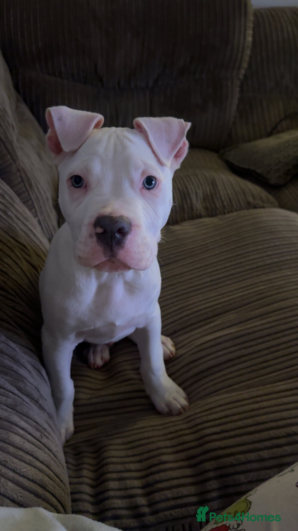 Mixed Breed dogs I have a 15 week old male puppy  - Advert 12