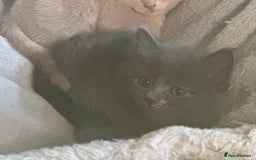 Domestic Shorthair cats for sale: Cute kittens in Dagenham - Image 19