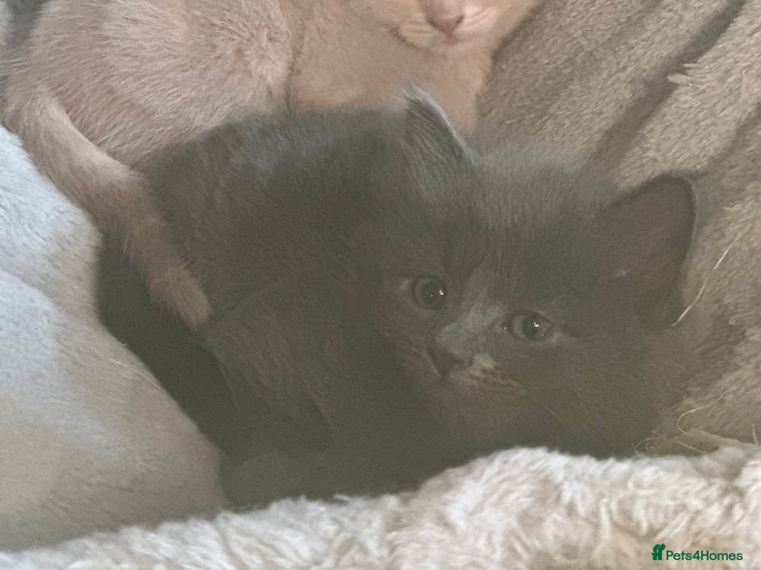 Domestic Shorthair cats for sale: Cute kittens in Dagenham - Image 19