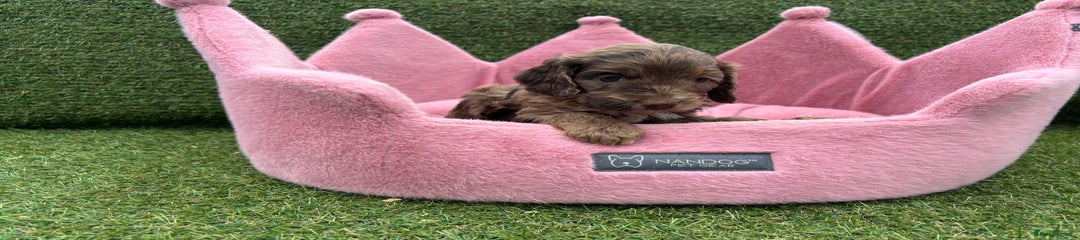 Cockapoo Puppy 7