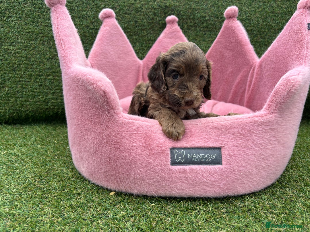 Cockapoo dogs for sale: ⭐️ Stunning Rare Coloured F1 Miniature Cockpoos ⭐️ - Image 29