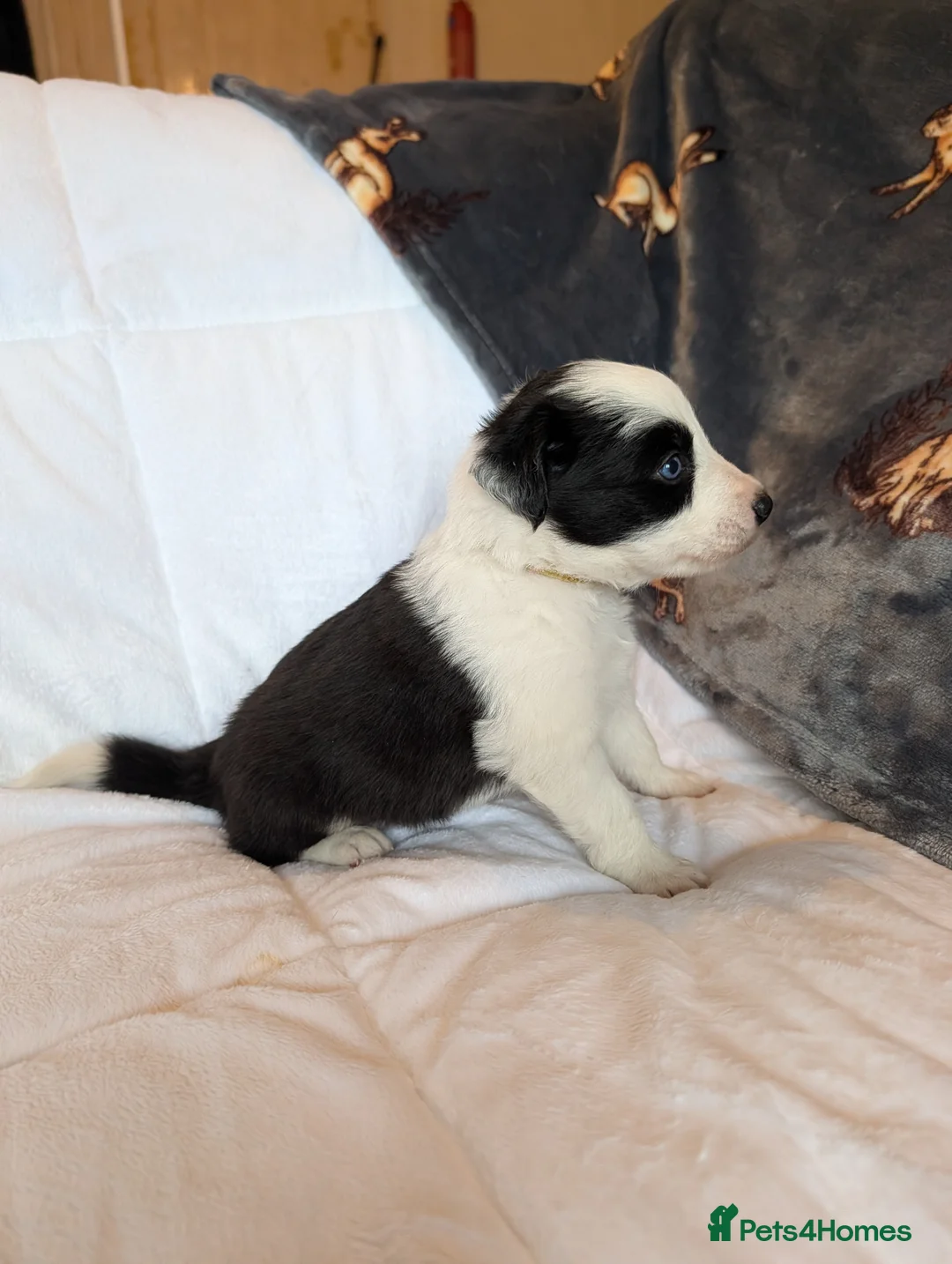 Border Collie dogs for sale: Traditional border collie puppies - Advert 9