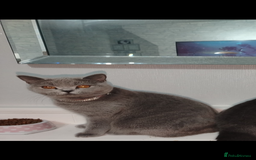 British Shorthair cats for sale: Female British short hair for sale - Image 3