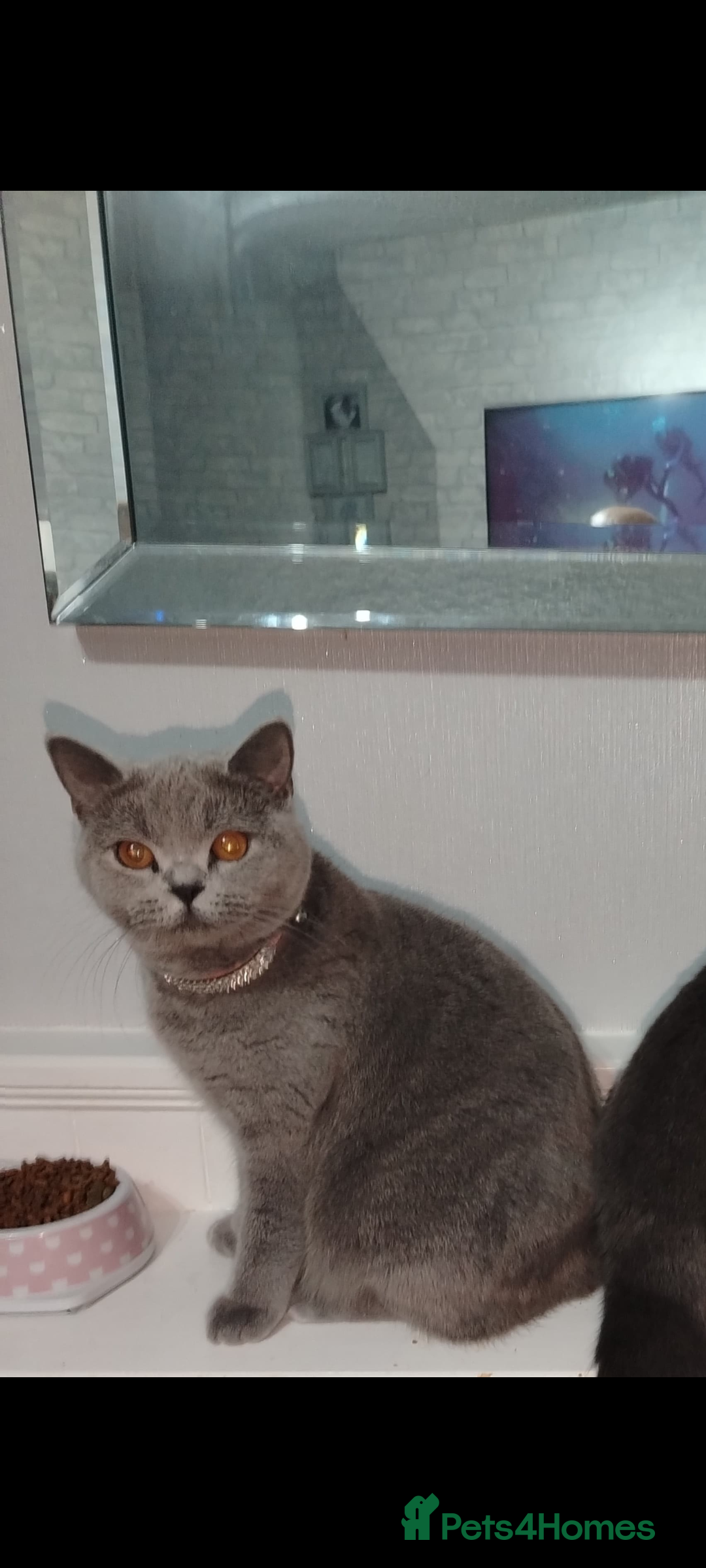 British Shorthair cats for sale: Female British short hair for sale - Image 3