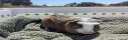 Guinea Pig rodents for sale: Beautiful guinea pigs  - Advert 6