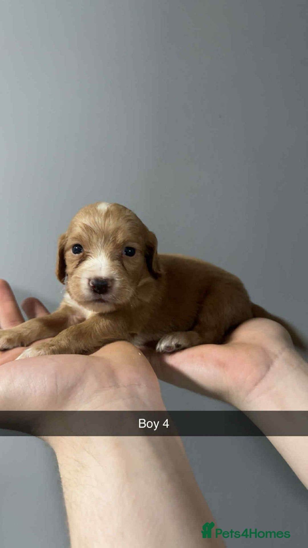 Cocker Spaniel dogs for sale: Cocker spaniel pups  - Image 7