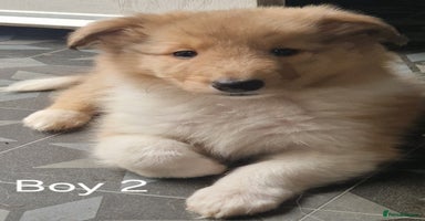 Mixed Breed dogs - Advert 14