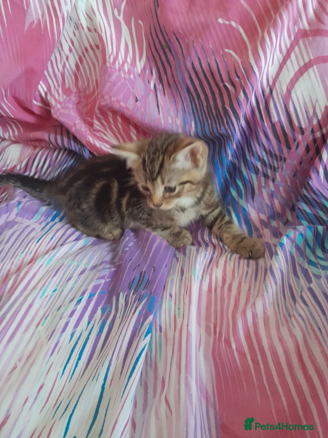 Mixed Breed cats for sale: Kittens - Advert 10