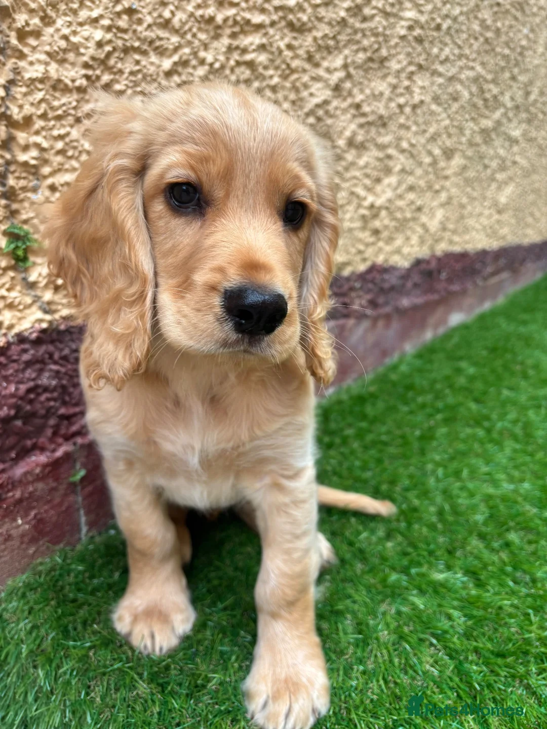 Cocker Spaniel dogs for sale: KC registered Pedigree Golden Male cocker Spaniel  - Advert 6