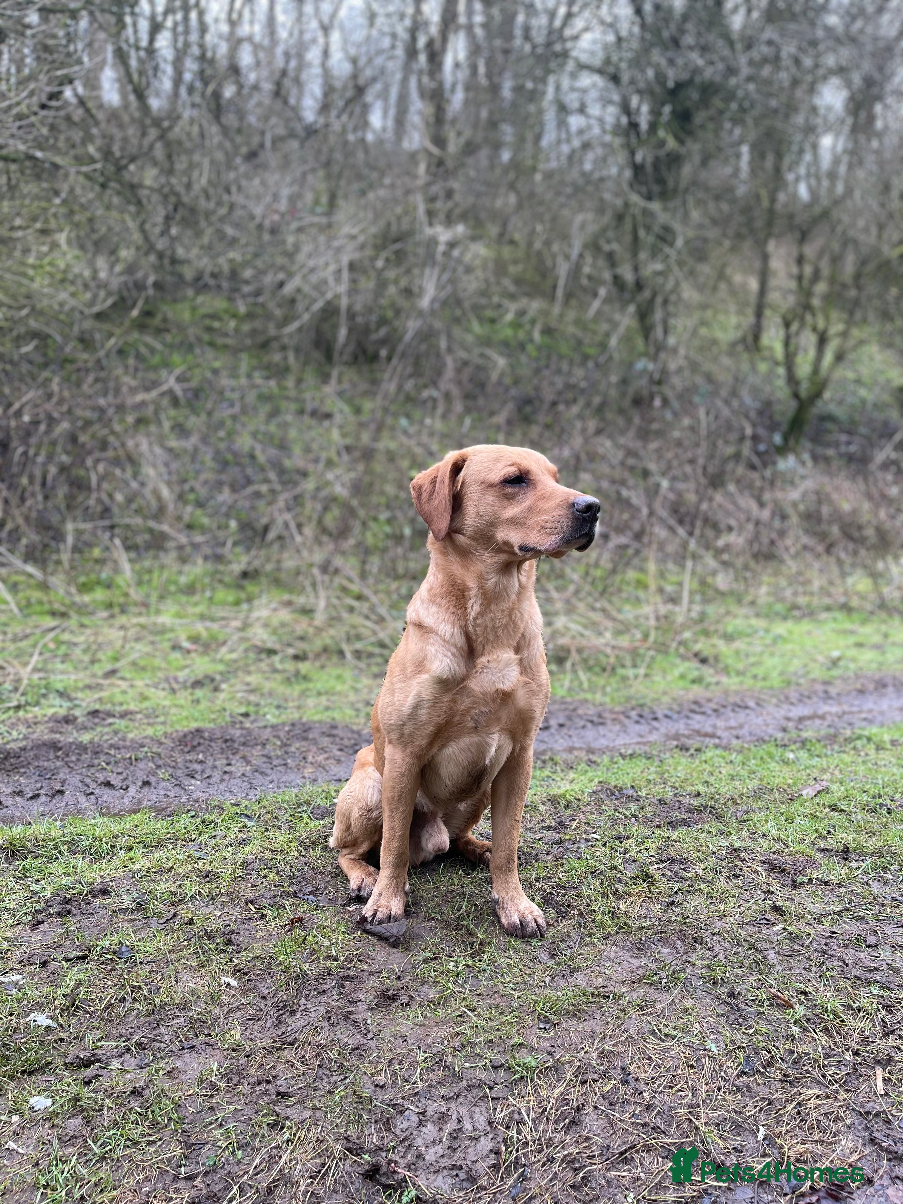 Labrador Retriever dogs Proven Fox Red / Golden working Labrador for stud in Sleaford - Advert 9