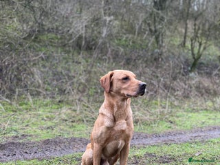 Labrador Retriever dogs in Sleaford - Advert 23