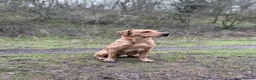 Labrador Retriever dogs for stud: Proven Fox Red / Golden working Labrador for stud in Sleaford - Advert 1