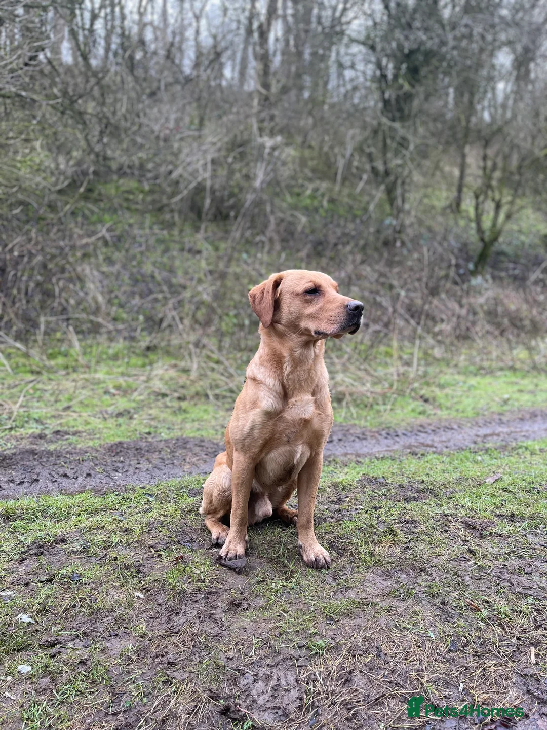 Labrador Retriever dogs for stud: Proven Fox Red / Golden working Labrador for stud in Sleaford - Advert 1