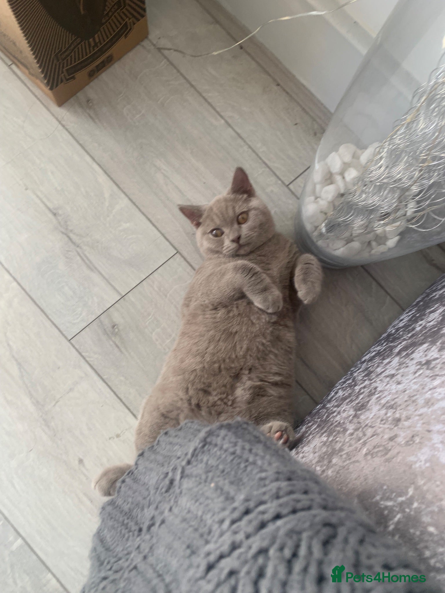 British Shorthair cats BSH and Russian blue for sale 2 cats separate  - Advert 1