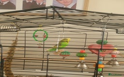 Budgerigars birds for sale: Budgie - Image 1