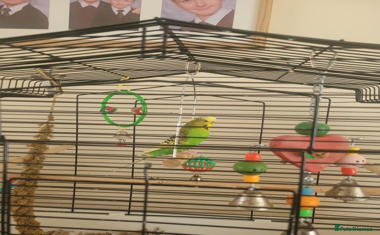 Budgerigars birds - Advert 2