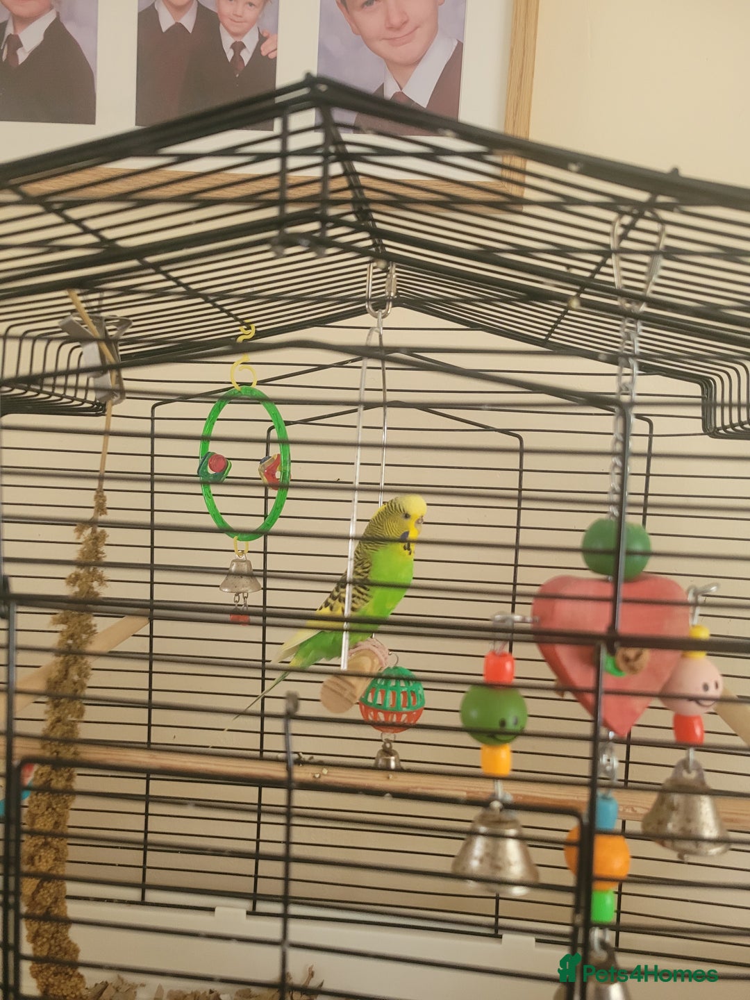 Budgerigars birds for sale: Budgie - Image 1