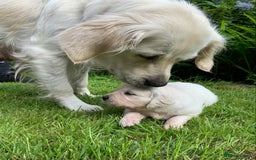 Golden Retriever dogs for sale: 1 BOY LEFT! Beautiful KC Golden Retriever Puppies! in Llanfyrnach - Image 13