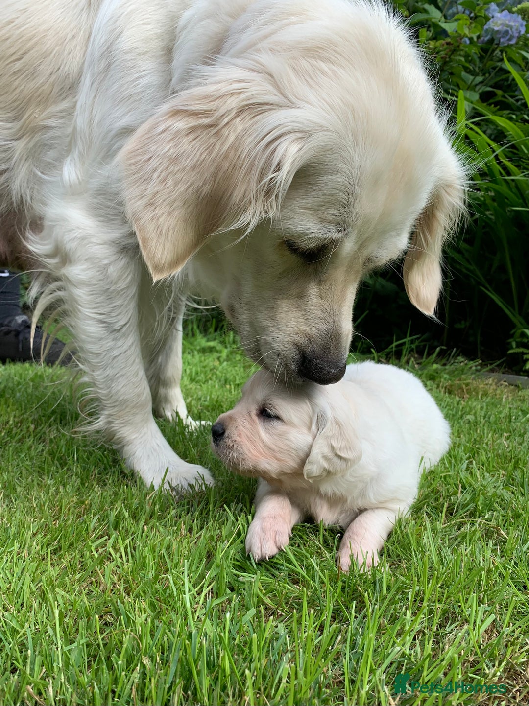Golden Retriever dogs for sale: 1 BOY LEFT! Beautiful KC Golden Retriever Puppies! in Llanfyrnach - Image 13