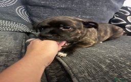 Staffordshire Bull Terrier dogs for sale: Staffordshire Bull Terrier Pups  - Image 6