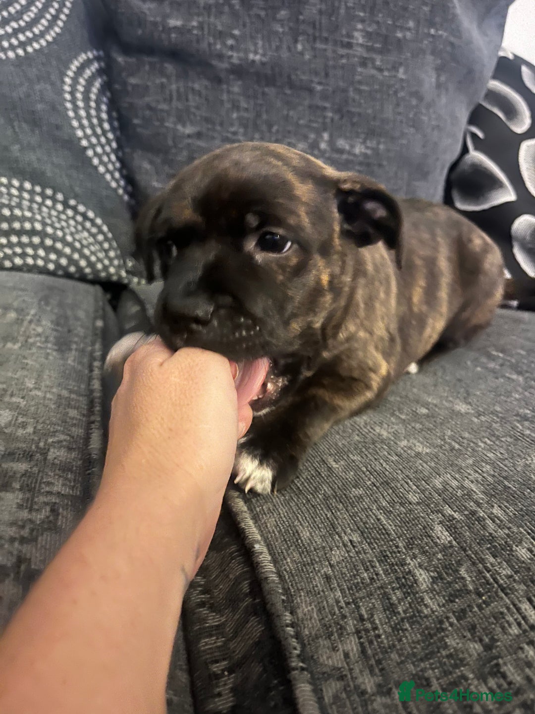 Staffordshire Bull Terrier dogs for sale: Staffordshire Bull Terrier Pups  - Image 6