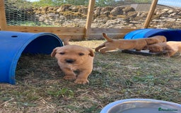 Labrador Retriever dogs for sale: Fox Red Labrador puppies  - Image 21