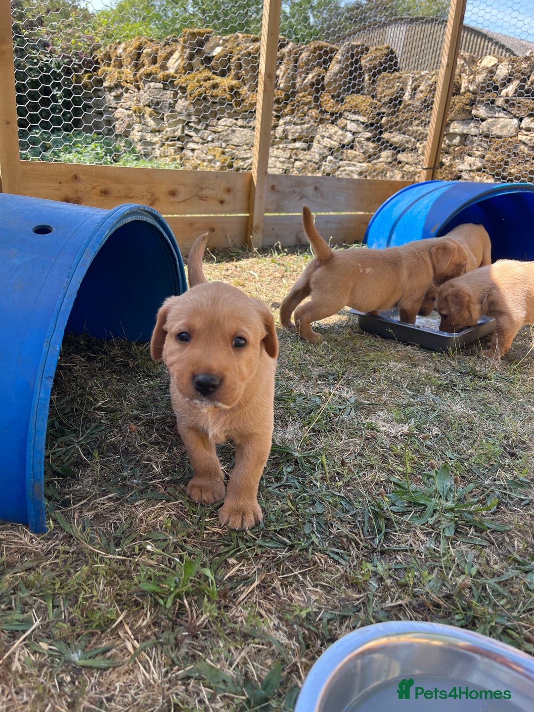 Labrador Retriever dogs for sale: Fox Red Labrador puppies  - Image 21