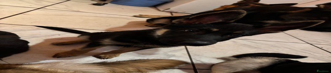 German Shepherd Puppy 3