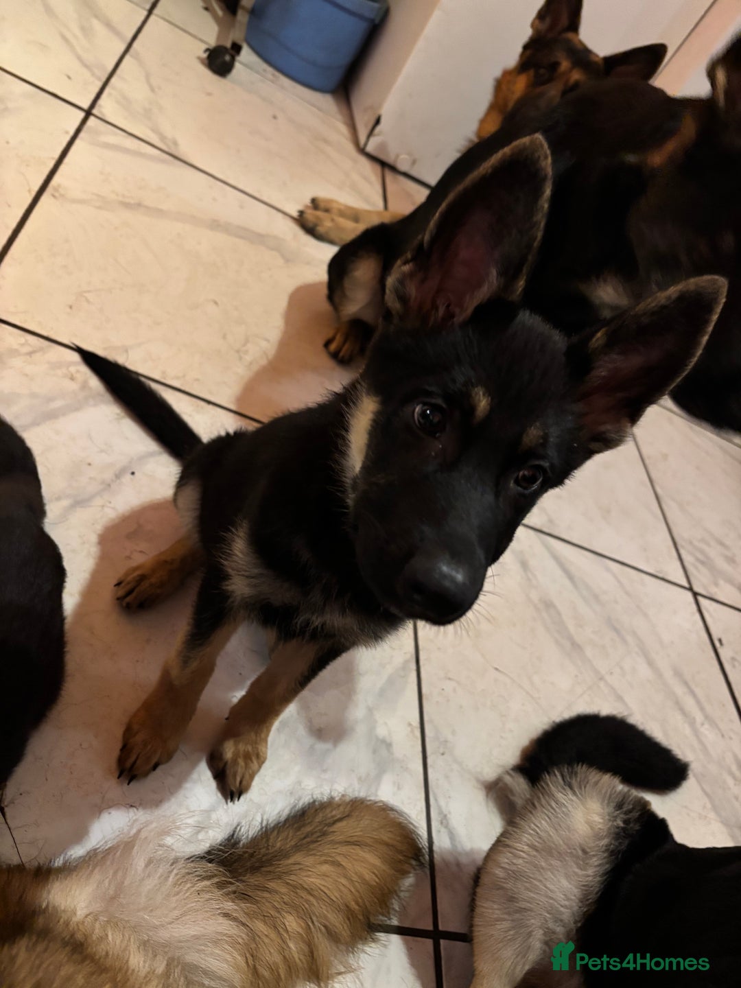 German Shepherd dogs for sale: German shepherd  - Image 7