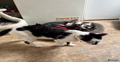 Mixed Breed cats Beautiful Mixed Breed Kittens for Sale - Advert 5