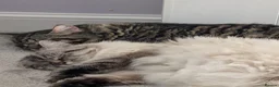 Siberian cats for sale: Adorable Siberian Kittens  - Advert 4