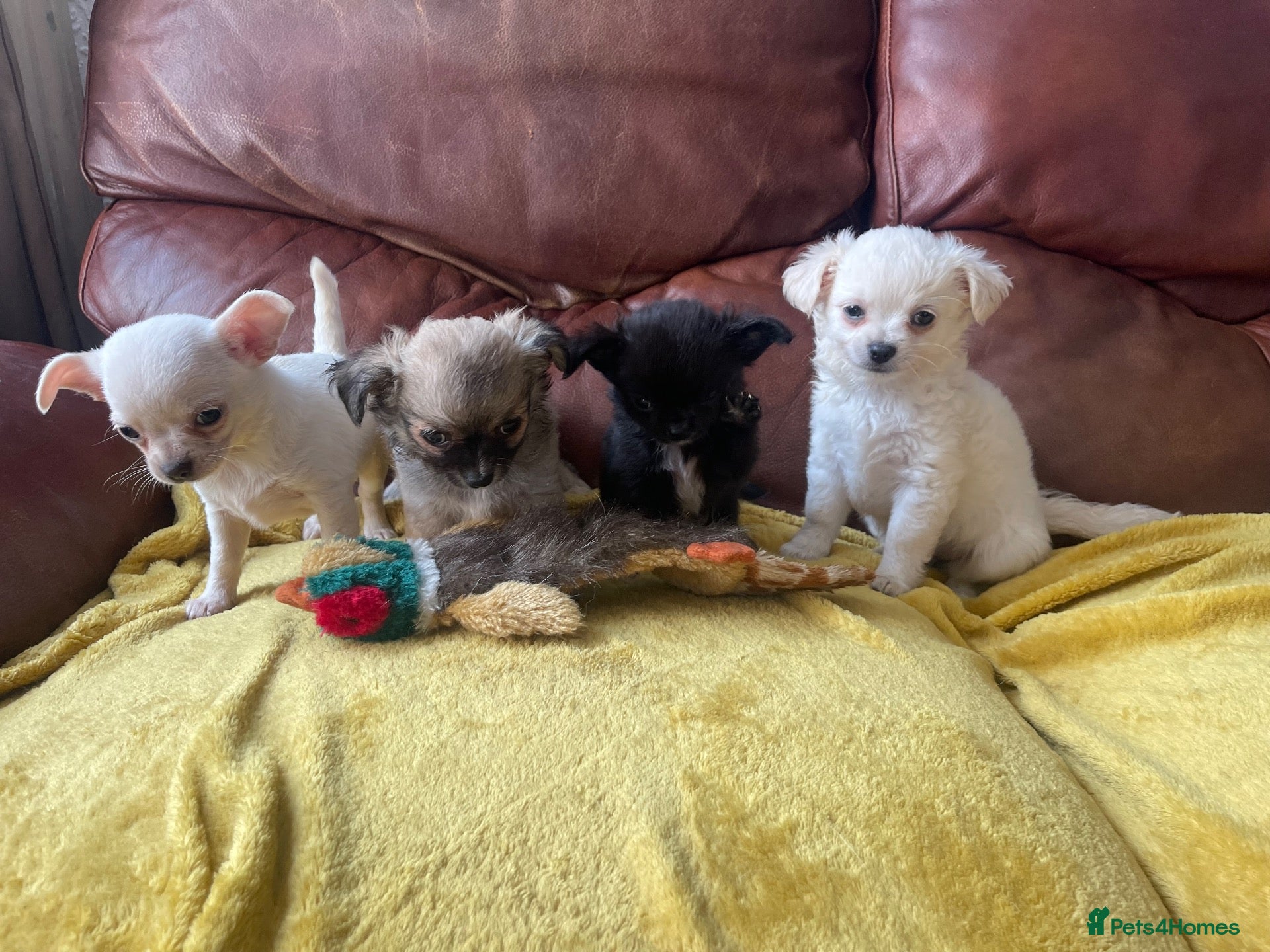 Chihuahua dogs Meet the Fab 4! - Advert 5