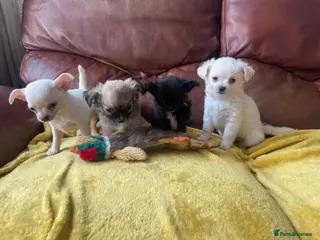 Chihuahua dogs Meet the Fab 4! - Advert 5