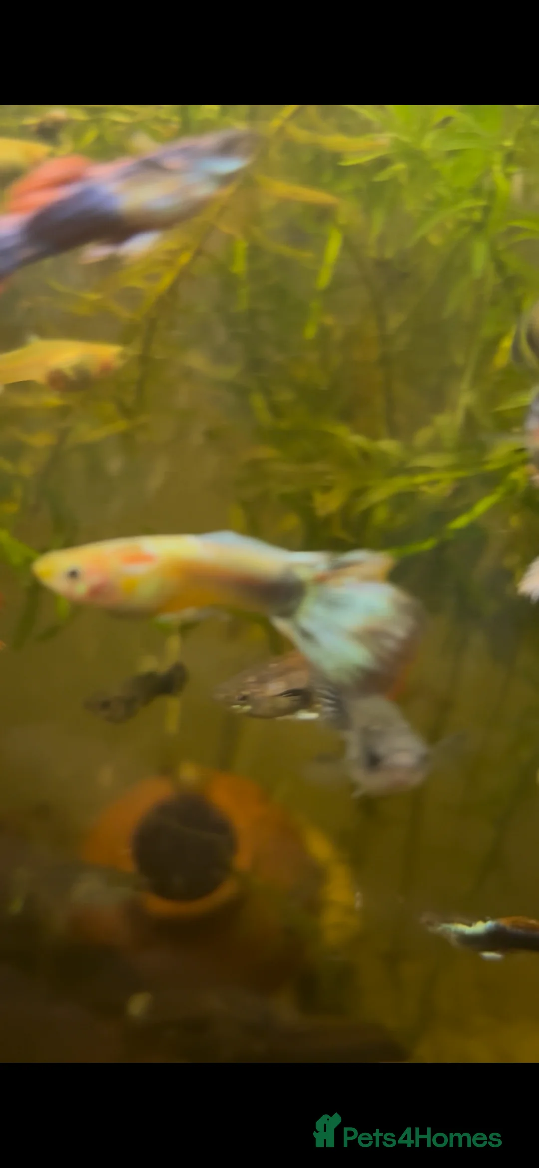 Live Bearers fish for sale: Mixed guppies  - Advert 3