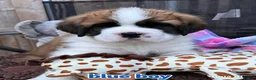Saint Bernard dogs for sale: 5 stunning male St Bernard puppies in Rotherham - Advert 8