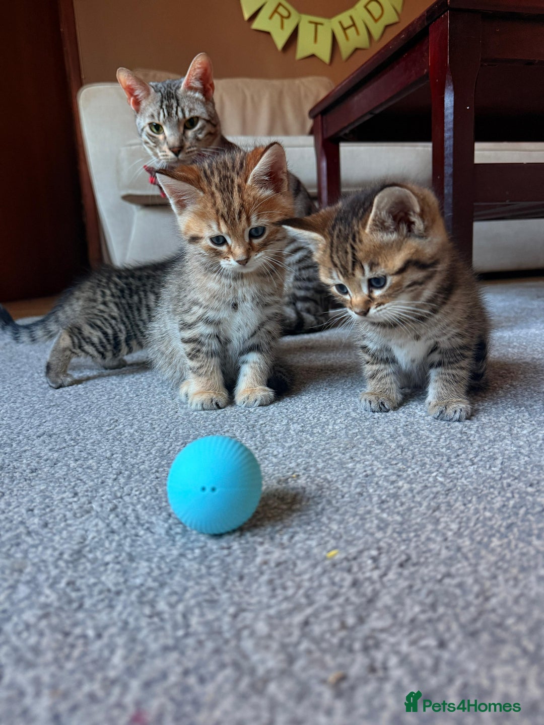 Mixed Breed cats for sale: Beautiful Ragdoll Bengal Cross Kittens - Advert 12