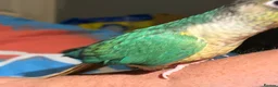 Conures birds for sale: Beautiful hand reared conure babies in Darlington - Advert 18