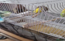 Budgerigars birds for sale: Budgies  - Image 4