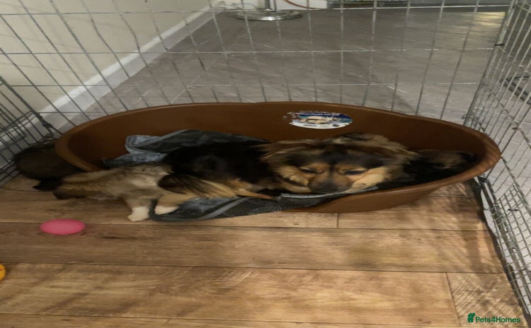 German Spitz dogs - Advert 1