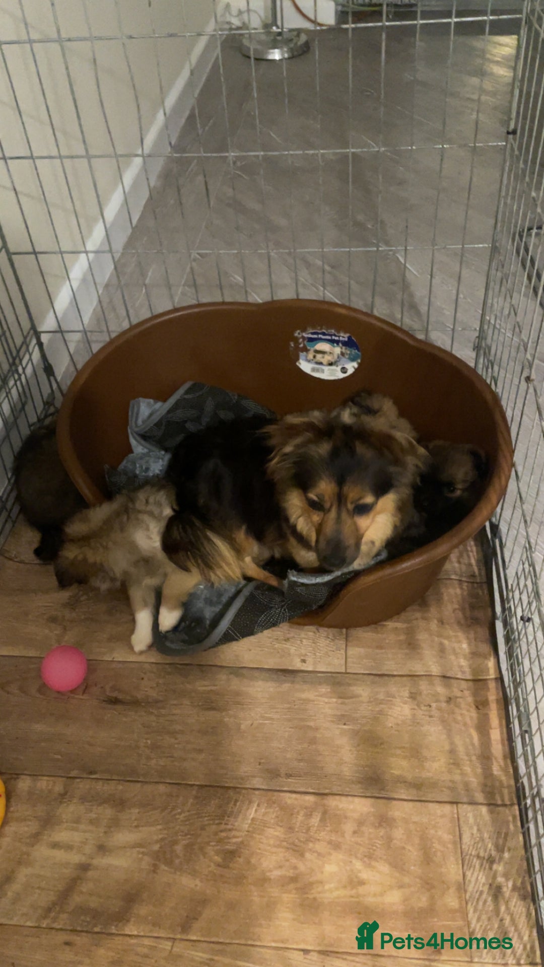 German Spitz dogs for sale: Ready to leave now German spritz puppies  - Image 3