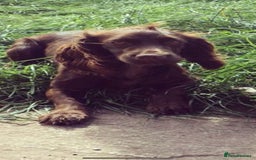 Cocker Spaniel dogs for sale: 2 Gorgeous Chocolate Cocker Dog Pups For Sale! - Image 7