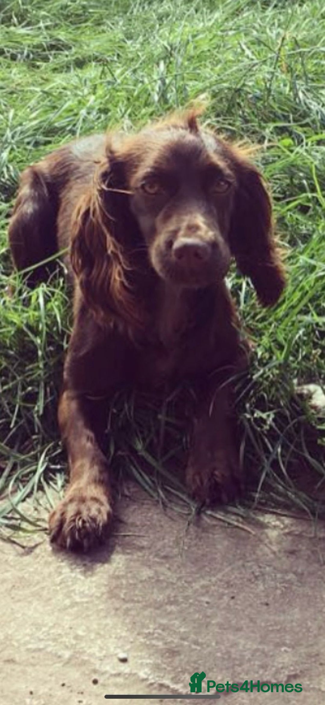Cocker Spaniel dogs for sale: 2 Gorgeous Chocolate Cocker Dog Pups For Sale! - Image 7